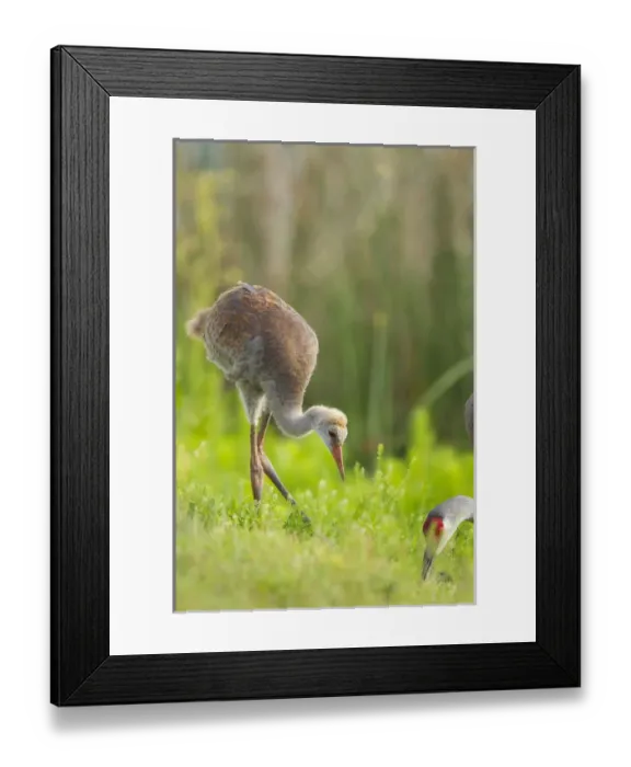Framed Print : Sandhill crane feeding chick, Grus canadensis, Viera wetlands, Florida Framed Print : Sandhill crane feeding chick, Grus canadensis, Viera wetlands, Florida