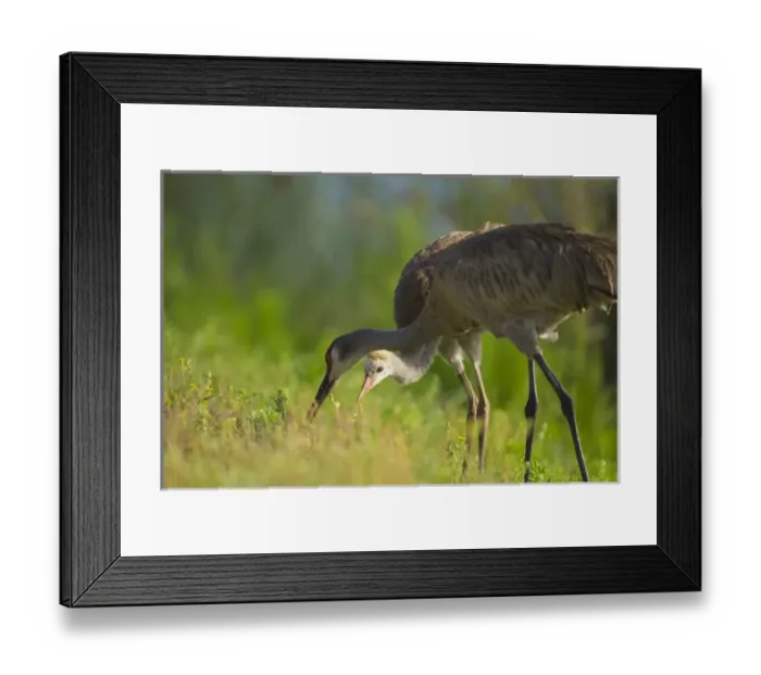 Framed Print : Sandhill crane feeding chick, Grus canadensis, Viera wetlands, Florida Framed Print : Sandhill crane feeding chick, Grus canadensis, Viera wetlands, Florida
