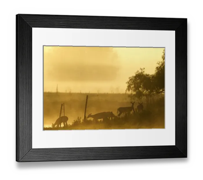Framed Print : White-tailed deer crossing water along fence line at sunrise, Central Florida