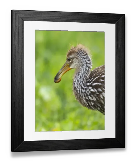 Framed Print : Limpkin with first apple snail, Aramus guarana, Viera wetlands, Florida