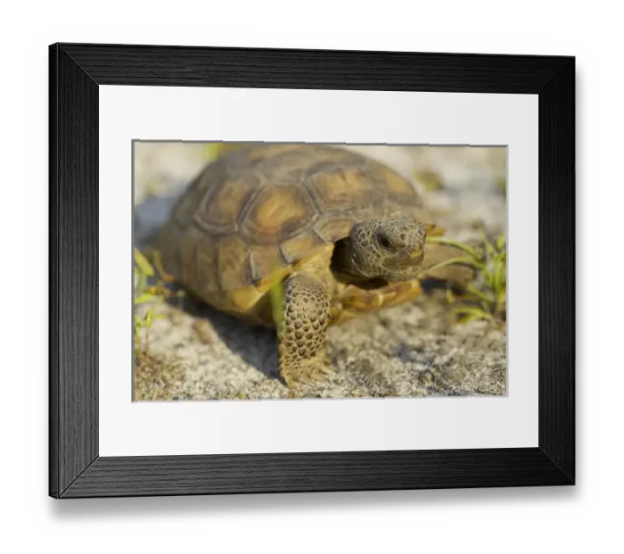 Framed Print : Gopher Tortoise, Gopherus polyphemus, wiregrass community, central Florida Framed Print : Gopher Tortoise, Gopherus polyphemus, wiregrass community, central Florida