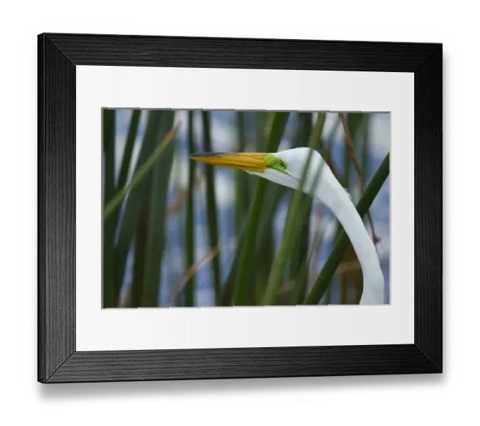 Framed Print : Great Egret hunting in soft stem bulrush, Ardea alba, Viera wetlands, Florida Framed Print : Great Egret hunting in soft stem bulrush, Ardea alba, Viera wetlands, Florida