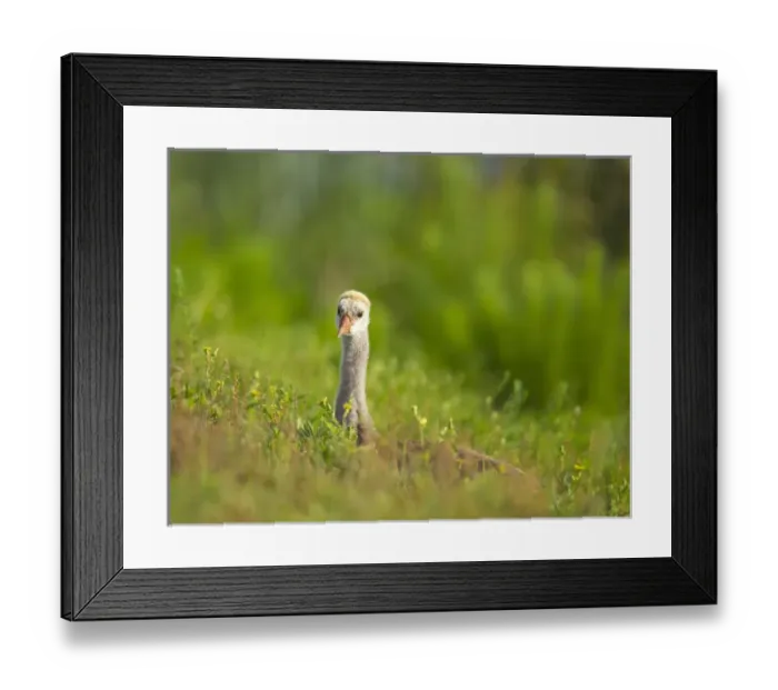 Framed Print : Sandhill crane chick resting in grass, Grus canadensis, Viera wetlands, Florida