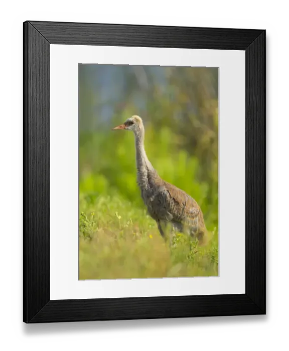 Framed Print : Sandhill crane chick resting in grass, Grus canadensis, Viera wetlands, Florida Framed Print : Sandhill crane chick resting in grass, Grus canadensis, Viera wetlands, Florida