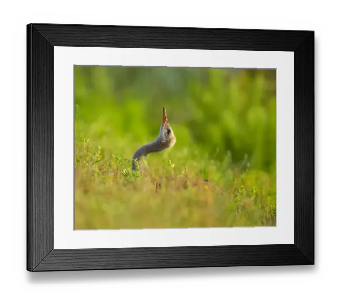 Framed Print : Sandhill crane chick stretching in grass, Grus canadensis, Viera wetlands, Florida Framed Print : Sandhill crane chick stretching in grass, Grus canadensis, Viera wetlands, Florida