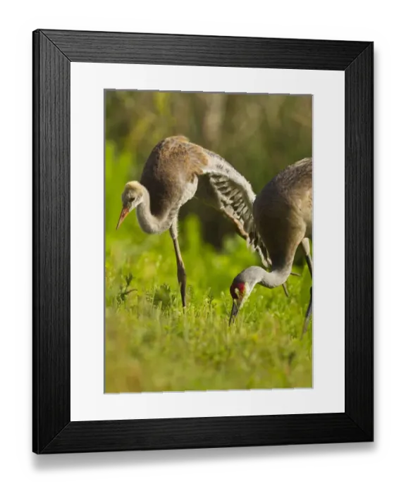 Framed Print : Sandhill crane chick stretching with parent, Grus canadensis, Viera wetlands, Florida