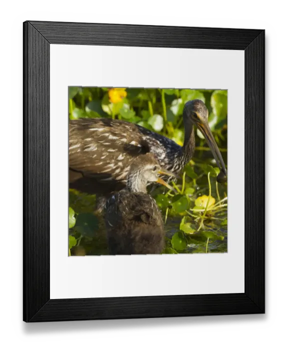 Framed Print : Adult Limpkin with apple snail for chick Aramus guarana, Viera wetlands, Florida