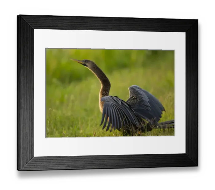 Framed Print : Female anhinga drying out wings on shoreline, Anhinga anhinga, Viera wetlands, Florida