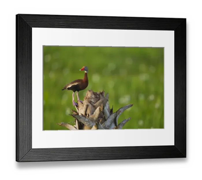 Framed Print : Black-bellied Whistling Duck on cabbage palm, Dendrocygna autumnalis, Viera wetlands Framed Print : Black-bellied Whistling Duck on cabbage palm, Dendrocygna autumnalis, Viera wetlands