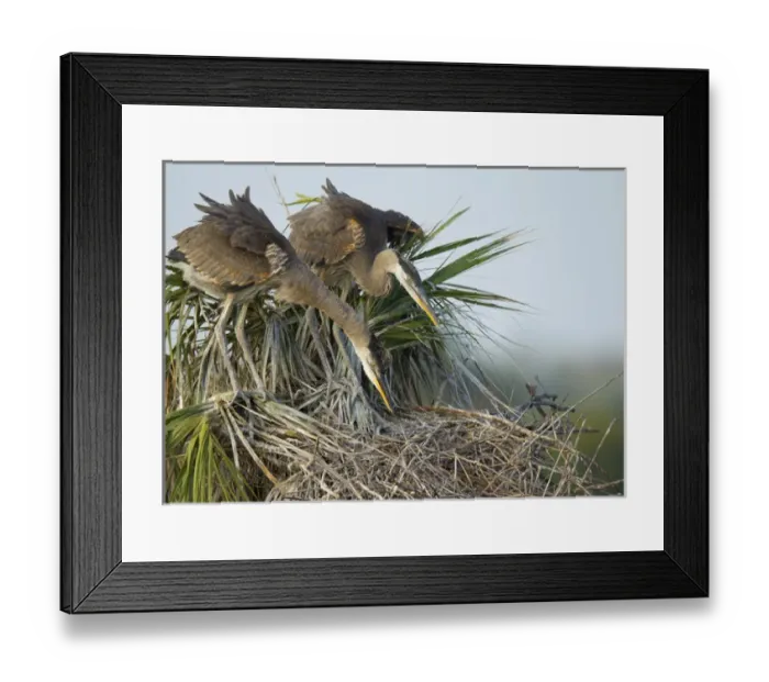 Framed Print : Great blue heron chicks in nest looking for bugs, Ardea herodias, Viera wetlands, Florida