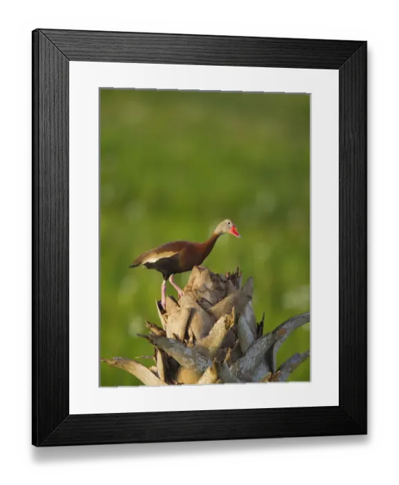 Framed Print : Black-bellied Whistling Duck on cabbage palm, Dendrocygna autumnalis, Viera wetlands Framed Print : Black-bellied Whistling Duck on cabbage palm, Dendrocygna autumnalis, Viera wetlands
