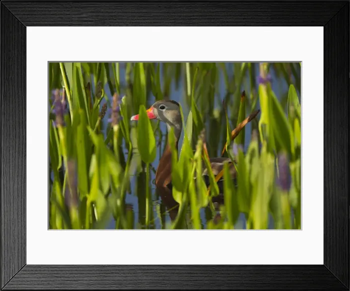 Framed Print : Black-bellied Whistling Duck in pickerel weed, Dendrocygna autumnalis, Viera wetlands Framed Print : Black-bellied Whistling Duck in pickerel weed, Dendrocygna autumnalis, Viera wetlands