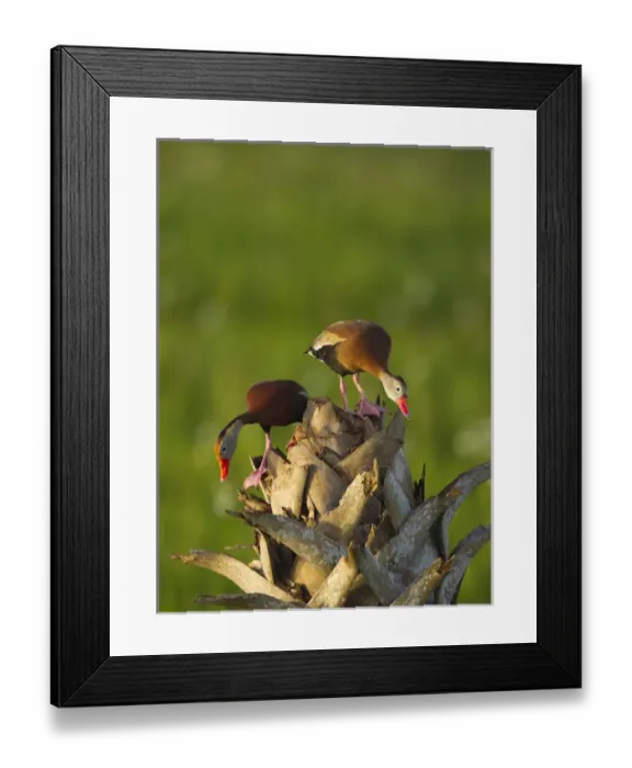 Framed Print : Black-bellied Whistling Duck pair on cabbage palm, Dendrocygna autumnalis, Viera wetlands