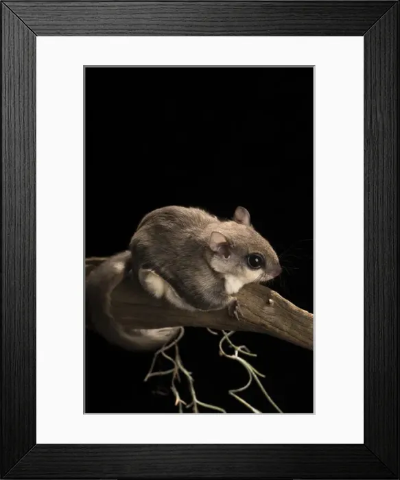 Framed Print : Southern flying squirrel, Glaucomys volans, controlled situation, Florida Framed Print : Southern flying squirrel, Glaucomys volans, controlled situation, Florida
