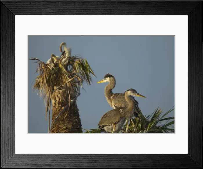 Framed Print : Great blue heron chick in nest, Ardea herodias, with anhingas in background, Anhinga anhinga Framed Print : Great blue heron chick in nest, Ardea herodias, with anhingas in background, Anhinga anhinga
