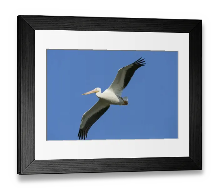 Framed Print : White pelicans in flight, Pelecanus erythrorhynchos, Viera Wetlands Florida, USA Framed Print : White pelicans in flight, Pelecanus erythrorhynchos, Viera Wetlands Florida, USA