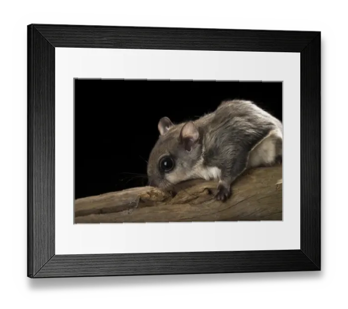 Framed Print : Southern flying squirrel, Glaucomys volans, controlled situation, Florida