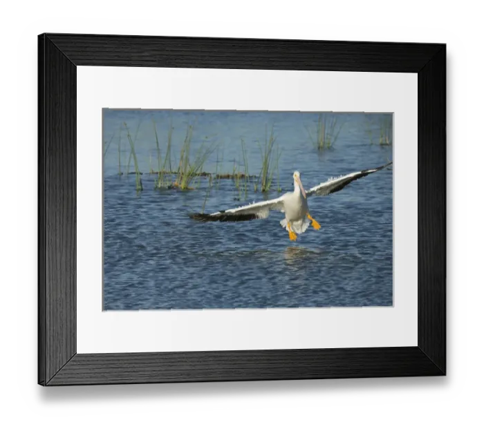 Framed Print : White pelican landing, Pelecanus erythrorhynchos, Viera Wetlands Florida, USA Framed Print : White pelican landing, Pelecanus erythrorhynchos, Viera Wetlands Florida, USA