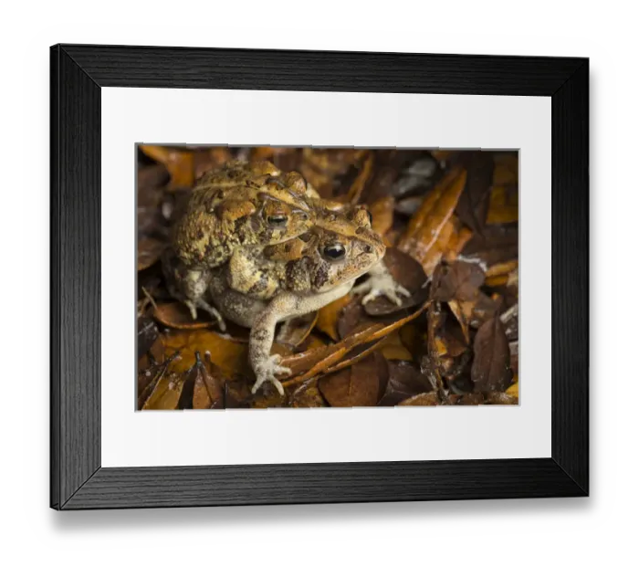 Framed Print : Southern Toad, Bufo terrestris, breeding behavior, central Florida, USA Framed Print : Southern Toad, Bufo terrestris, breeding behavior, central Florida, USA