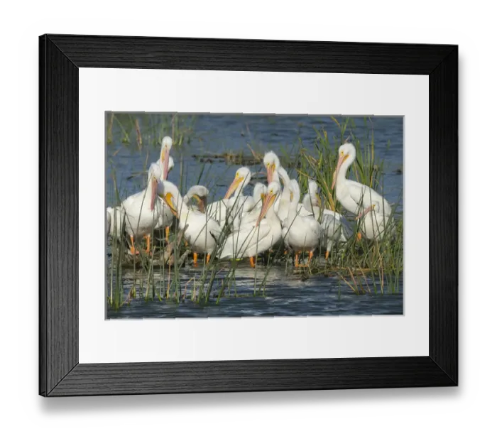 Framed Print : White pelicans resting among the bulrush, Pelecanus erythrorhynchos, Viera Wetlands Florida Framed Print : White pelicans resting among the bulrush, Pelecanus erythrorhynchos, Viera Wetlands Florida