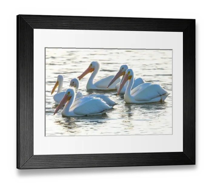 Framed Print : White pelicans, Pelecanus erythrorhynchos, Viera Wetlands Florida, USA