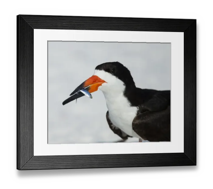 Framed Print : Black Skimmer with green-back minnow for missing chick, Rynchops niger, Gulf of Mexico