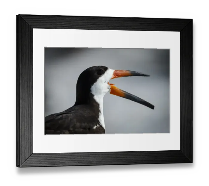 Framed Print : Black Skimmer territorial behavior, Rynchops niger, Gulf of Mexico, Florida Framed Print : Black Skimmer territorial behavior, Rynchops niger, Gulf of Mexico, Florida