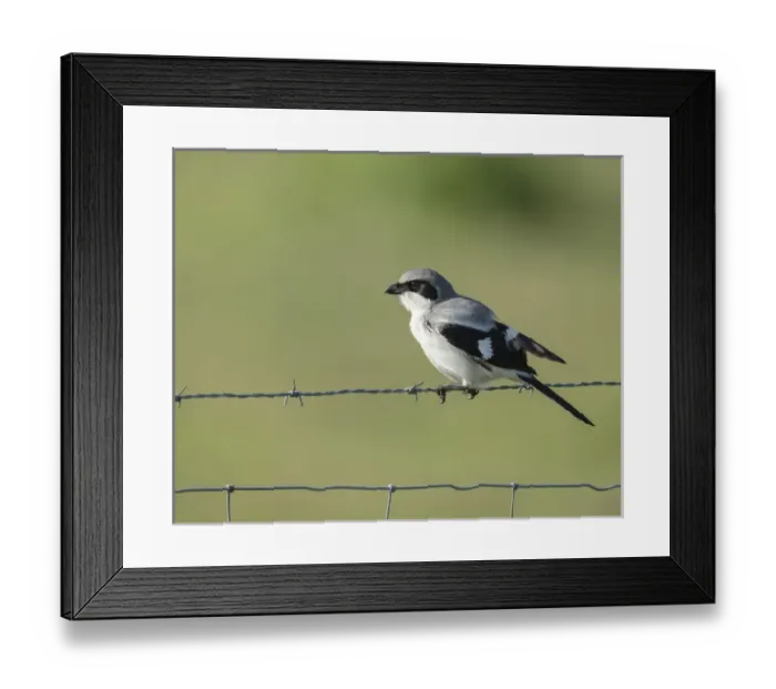 Framed Print : Loggerhead Shrike adult looking for food, Lanius ludovicianus, Celery fields, Sarasota
