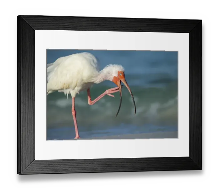 Framed Print : Adult White ibis scratching along shoreline, (showing protective eye cover) Eudocimus albus Framed Print : Adult White ibis scratching along shoreline, (showing protective eye cover) Eudocimus albus
