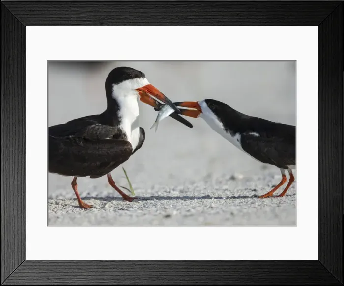 Framed Print : Black Skimmer protecting minnow from others, Rynchops niger, Gulf of Mexico, Florida Framed Print : Black Skimmer protecting minnow from others, Rynchops niger, Gulf of Mexico, Florida
