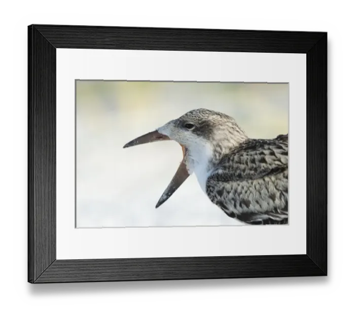 Framed Print : Black Skimmer fledgling waiting on parent to return from sea, Rynchops niger, Gulf of Mexico Framed Print : Black Skimmer fledgling waiting on parent to return from sea, Rynchops niger, Gulf of Mexico