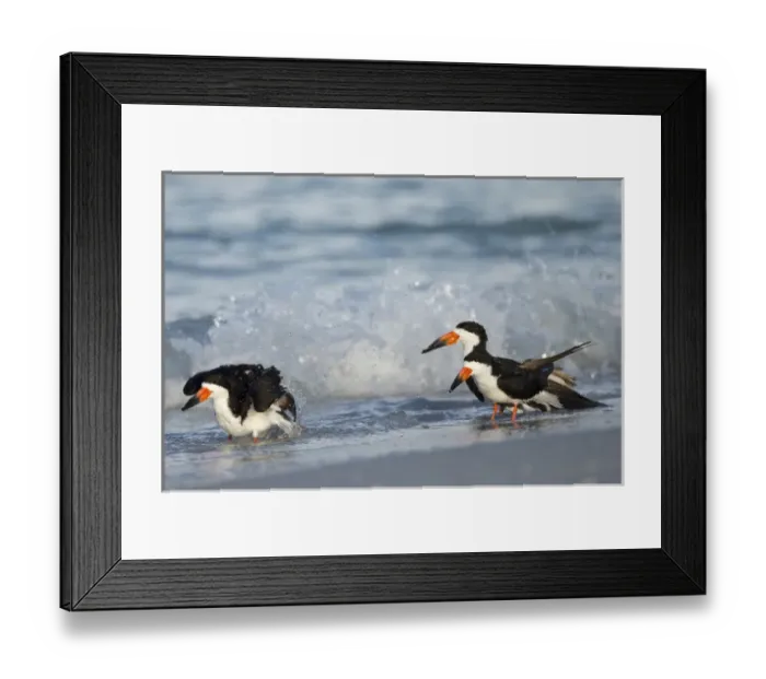 Framed Print : Black Skimmer bathing along shoreline, Rynchops niger, Gulf of Mexico, Florida