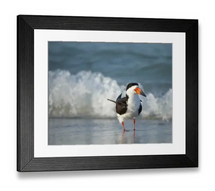 Framed Print : Black Skimmer bathing along shoreline, Rynchops niger, Gulf of Mexico, Florida Framed Print : Black Skimmer bathing along shoreline, Rynchops niger, Gulf of Mexico, Florida