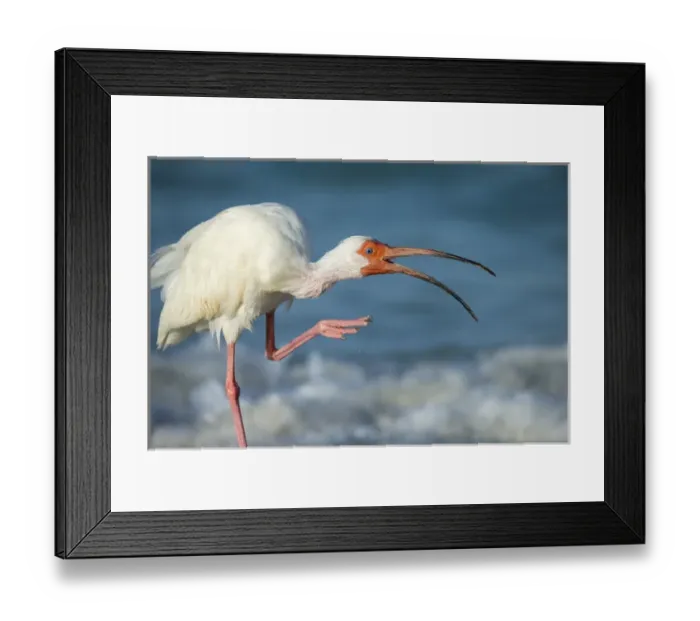 Framed Print : Adult White ibis scratching along shoreline, Eudocimus albus, Gulf of Mexico, Florida Framed Print : Adult White ibis scratching along shoreline, Eudocimus albus, Gulf of Mexico, Florida