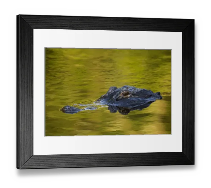 Framed Print : USA, Florida, St. Augustine. American alligator at an alligator Farm
