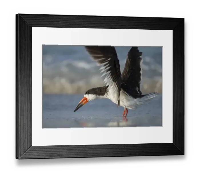 Framed Print : Black Skimmer bathing along shoreline, Rynchops niger, Gulf of Mexico, Florida Framed Print : Black Skimmer bathing along shoreline, Rynchops niger, Gulf of Mexico, Florida