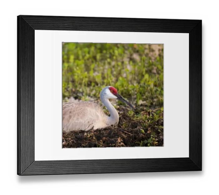 Framed Print : Sandhill crane on nest after sunset, Grus canadensis, Florida, wild Framed Print : Sandhill crane on nest after sunset, Grus canadensis, Florida, wild