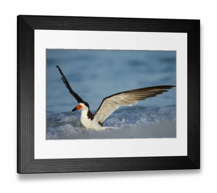 Framed Print : Black Skimmer bathing along shoreline, Rynchops niger, Gulf of Mexico, Florida Framed Print : Black Skimmer bathing along shoreline, Rynchops niger, Gulf of Mexico, Florida