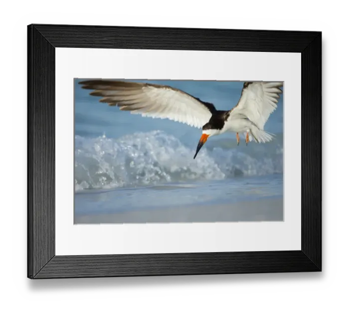Framed Print : Black Skimmer coming in for a landing, Rynchops niger, Gulf of Mexico, Florida Framed Print : Black Skimmer coming in for a landing, Rynchops niger, Gulf of Mexico, Florida