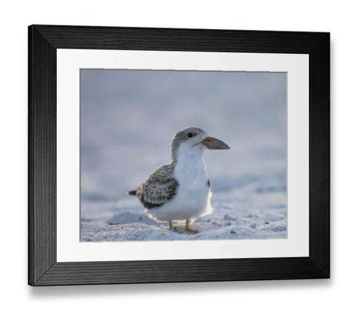 Framed Print : Black Skimmer fledgling on beach, Rynchops niger, Gulf of Mexico, Florida Framed Print : Black Skimmer fledgling on beach, Rynchops niger, Gulf of Mexico, Florida