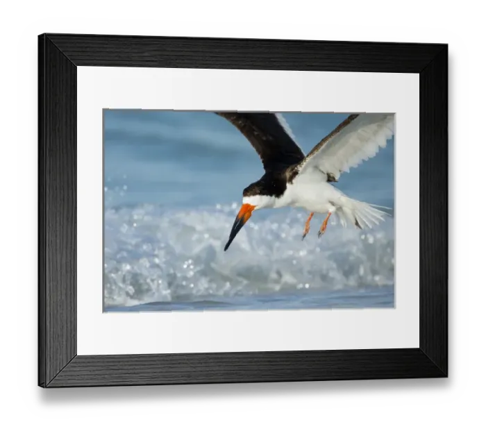 Framed Print : Black Skimmer coming in for a landing, Rynchops niger, Gulf of Mexico, Florida