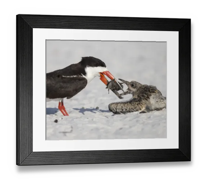 Framed Print : Black Skimmer chick going for fish, Rynchops niger, Gulf of Mexico, Florida Framed Print : Black Skimmer chick going for fish, Rynchops niger, Gulf of Mexico, Florida