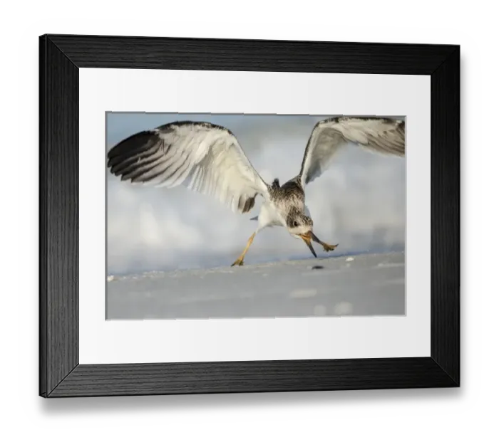 Framed Print : Black Skimmer fledgling practicing skimming along shore, Rynchops niger, Gulf of Mexico