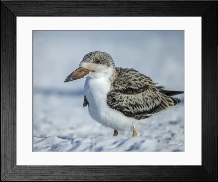 Framed Print : Black Skimmer fledgling waiting on parent to return from sea, Rynchops niger, Gulf of Mexico Framed Print : Black Skimmer fledgling waiting on parent to return from sea, Rynchops niger, Gulf of Mexico