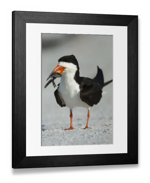 Framed Print : Black Skimmer the winner with the food, Rynchops niger, Gulf of Mexico, Florida Framed Print : Black Skimmer the winner with the food, Rynchops niger, Gulf of Mexico, Florida