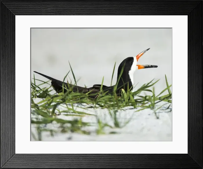 Framed Print : Black Skimmer on nest being alert to mates arrival, Rynchops niger, Gulf of Mexico Framed Print : Black Skimmer on nest being alert to mates arrival, Rynchops niger, Gulf of Mexico
