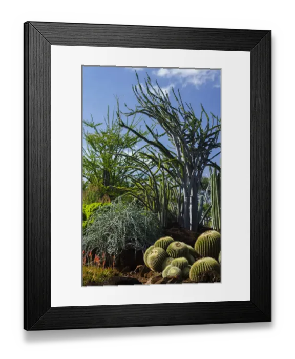 Framed Print : USA, Hawaii, Oahu, Honolulu. Cactus garden at Kapiolani Community College Framed Print : USA, Hawaii, Oahu, Honolulu. Cactus garden at Kapiolani Community College