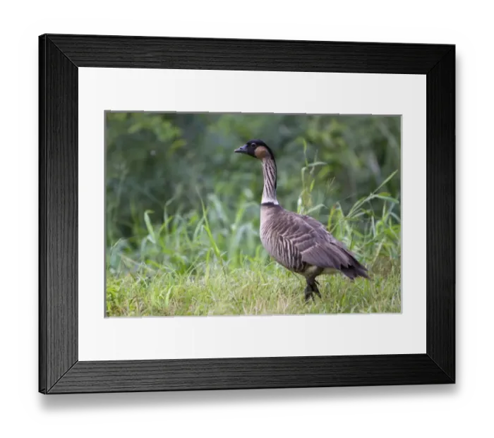 Framed Print : Nene Hawaiian Goose on the island of Kauai, Hawaii, USA Framed Print : Nene Hawaiian Goose on the island of Kauai, Hawaii, USA