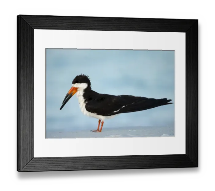 Framed Print : Black Skimmer resting along shore, Rynchops niger, Gulf of Mexico, Florida Framed Print : Black Skimmer resting along shore, Rynchops niger, Gulf of Mexico, Florida
