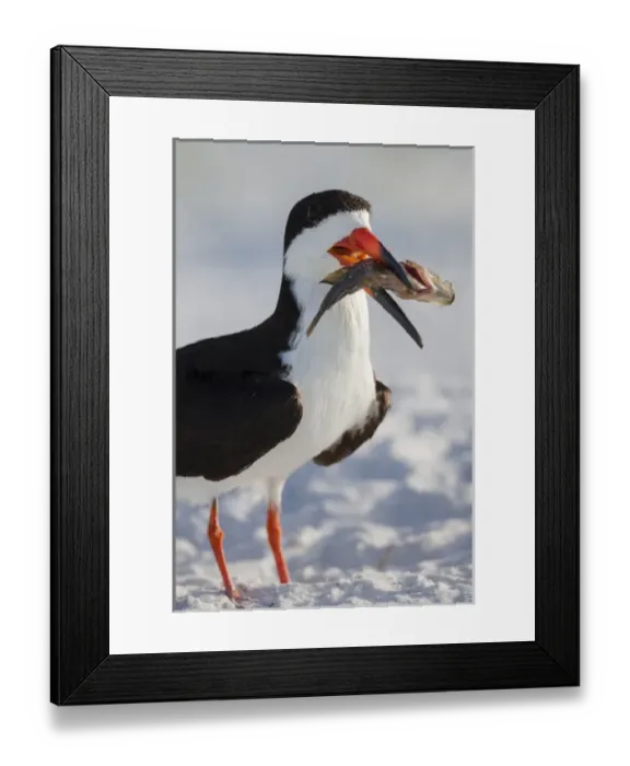 Framed Print : Black Skimmer with food, Rynchops niger, Gulf of Mexico, Florida Framed Print : Black Skimmer with food, Rynchops niger, Gulf of Mexico, Florida